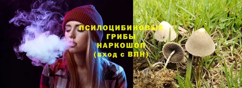 omg сайт  цены наркотик  Горняк  Псилоцибиновые грибы Psilocybine cubensis 